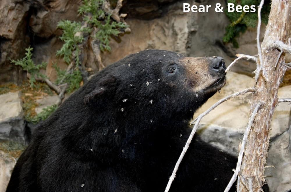 bear and bees 03042022
