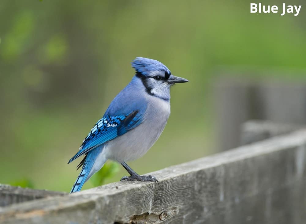 blue jay 24042022