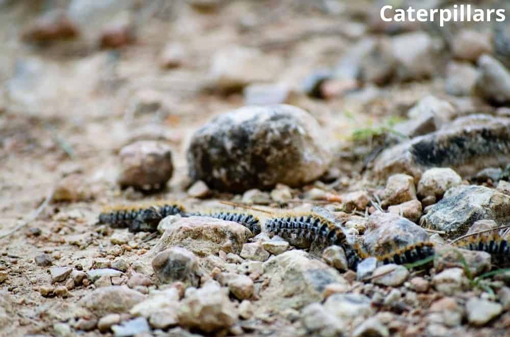 caterpillars eating dirt 18042022