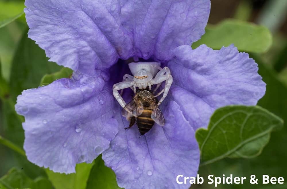 crab spider eating bee 03042022