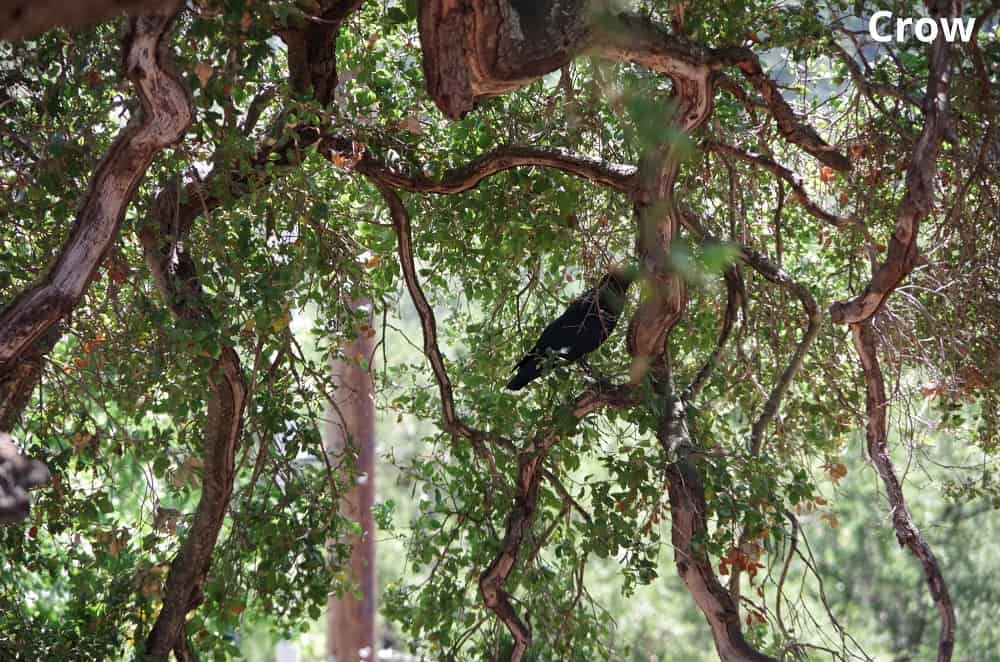 crow in tree 24042022