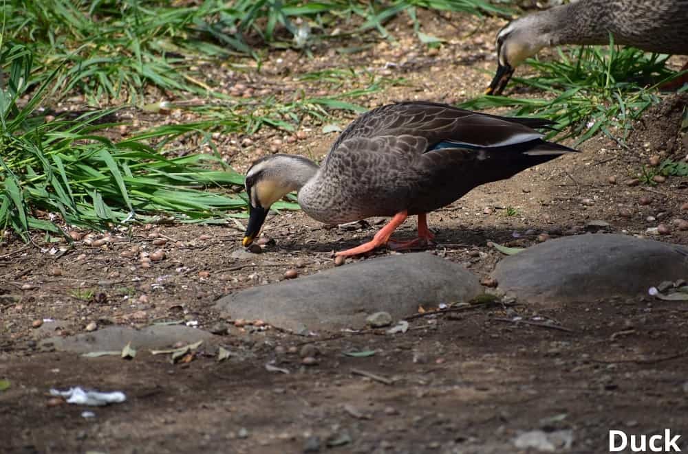 duck eating 24042022