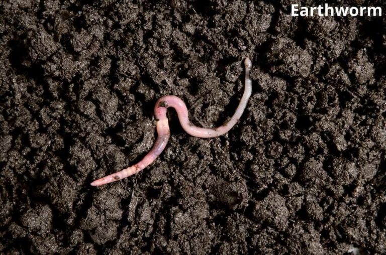 What Animals Eat Dirt? 8 Examples with Pictures! Animal Quarters