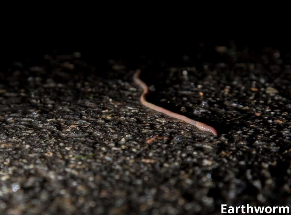 earthworm slithering 16042022