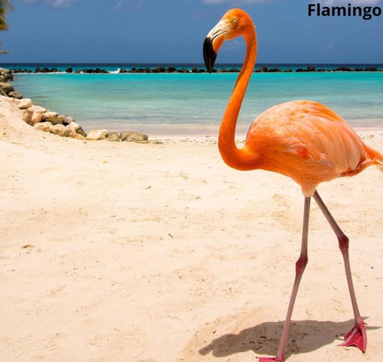 What Animals Have Webbed Feet? 11 Examples with Pictures - Animal Quarters