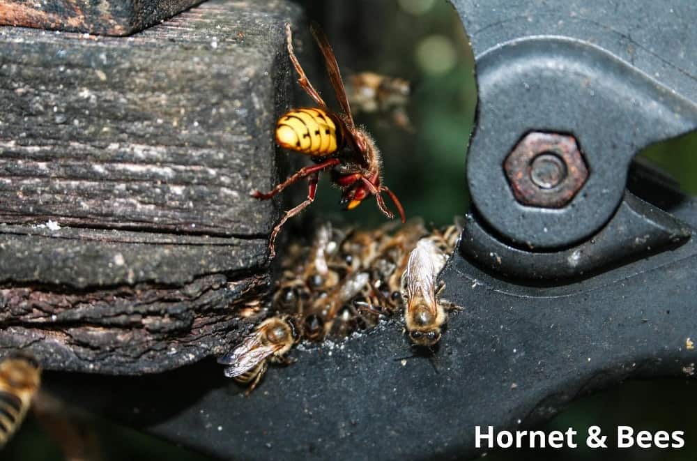 hornet and bees 03042022