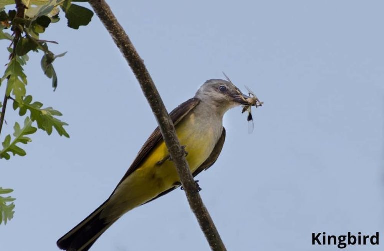 What Animals Eat Bees? 8 Examples with Pictures! Animal Quarters