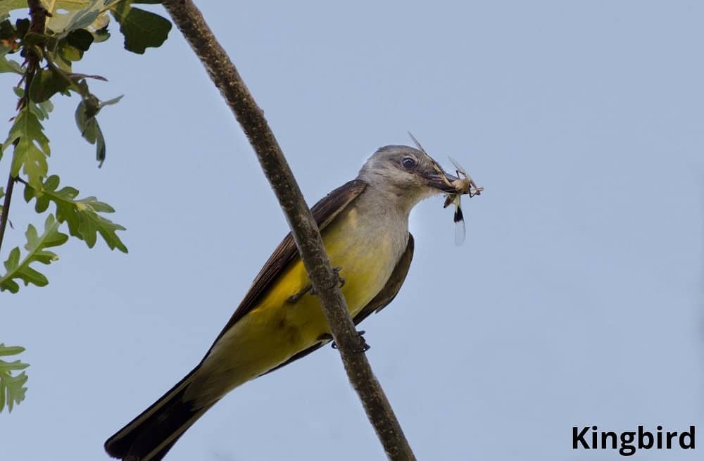 kingbird eating bee 03042022