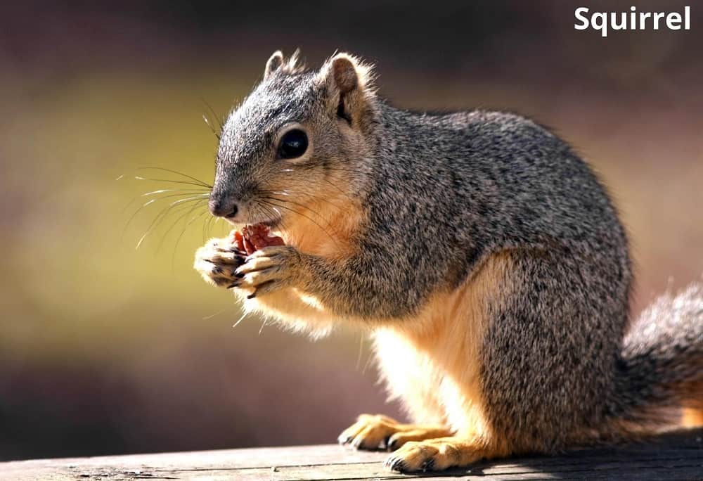 squirrel eating pecan 24042022