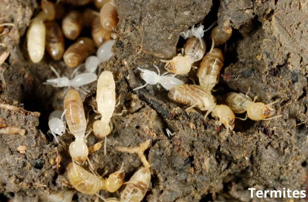 termites eating dirt 18042022