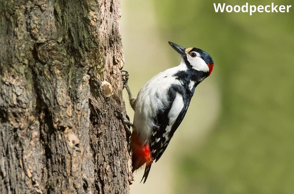woodpecker on tree 24042022