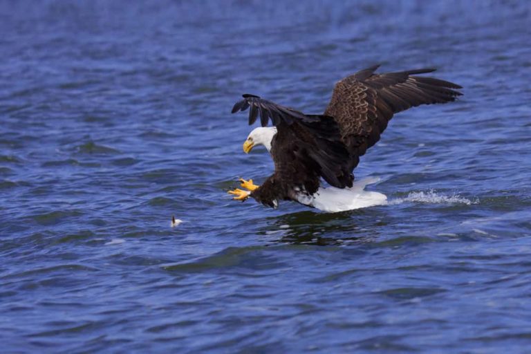 Can Eagles Swim? Explained! Animal Quarters