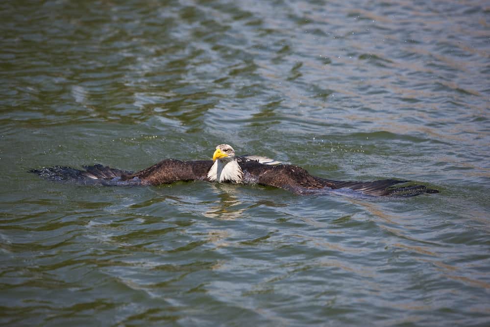 bald eagle swimming 26052022