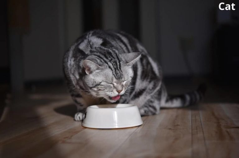 What Animals Eat Beans? with 7 Examples Animal Quarters