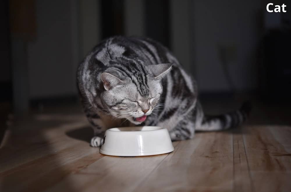 cat eating 07052022