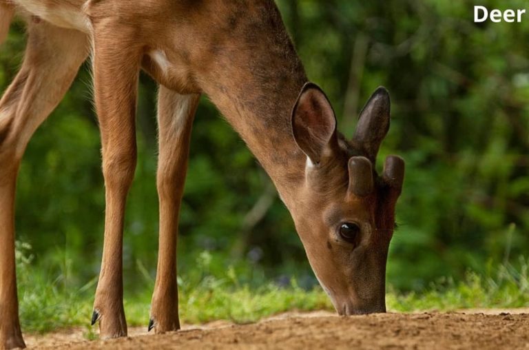 What Animals Eat Beans? with 7 Examples Animal Quarters