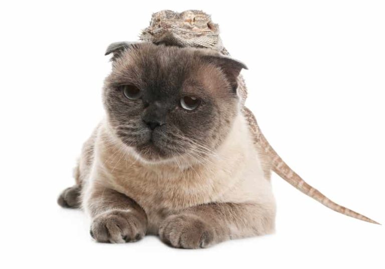 Do Bearded Dragons and Cats Get Along? Explained! Animal Quarters