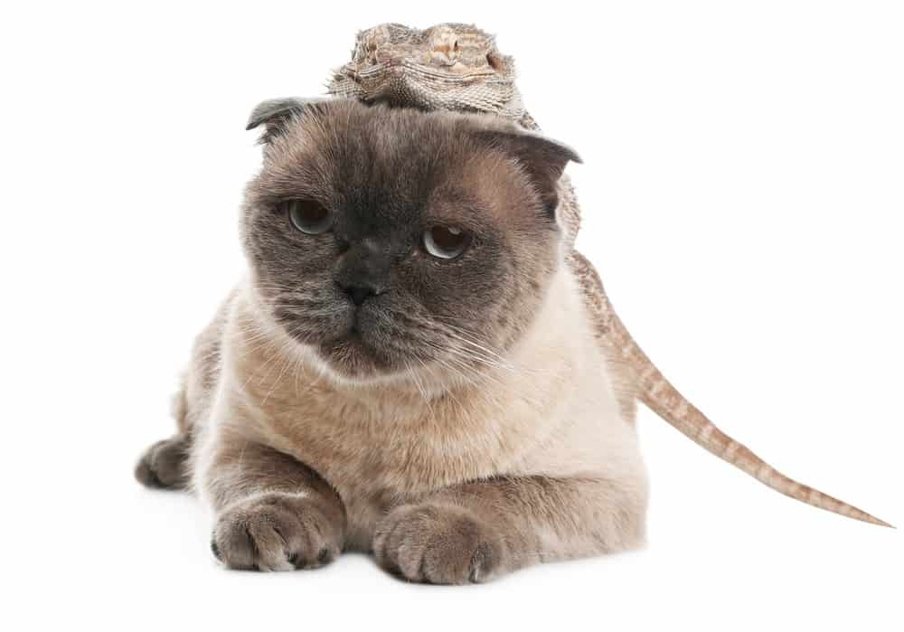 do bearded dragons and cats get along 22052022