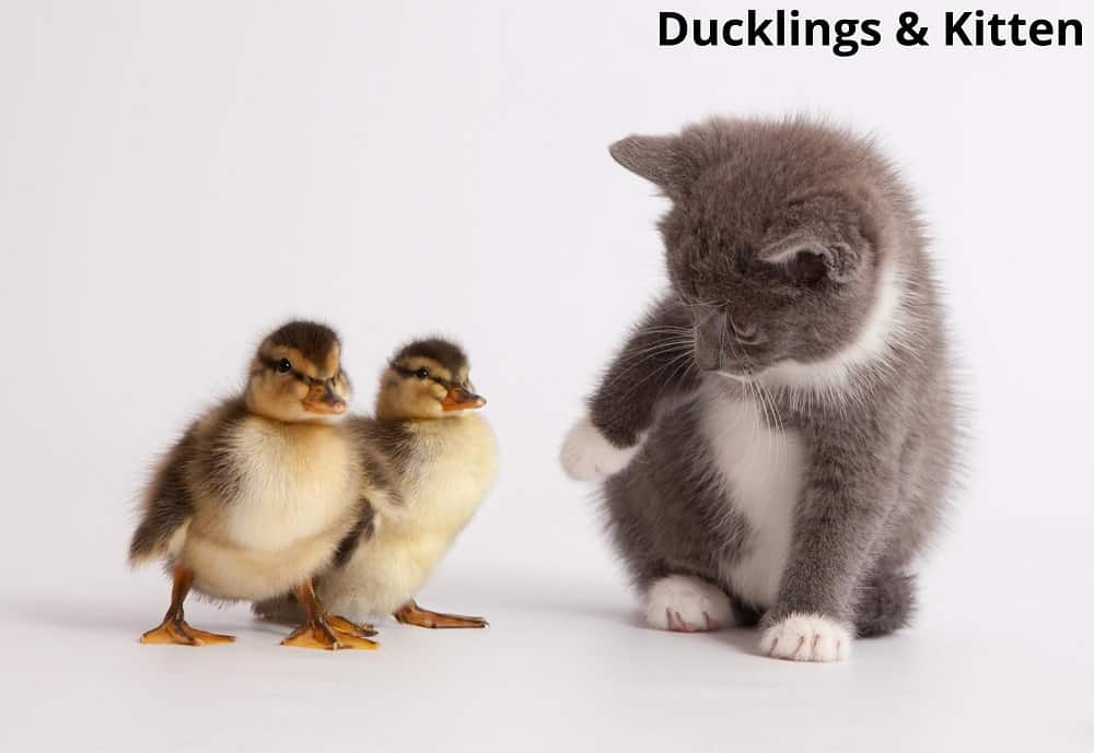 ducklings and kitten 26052022