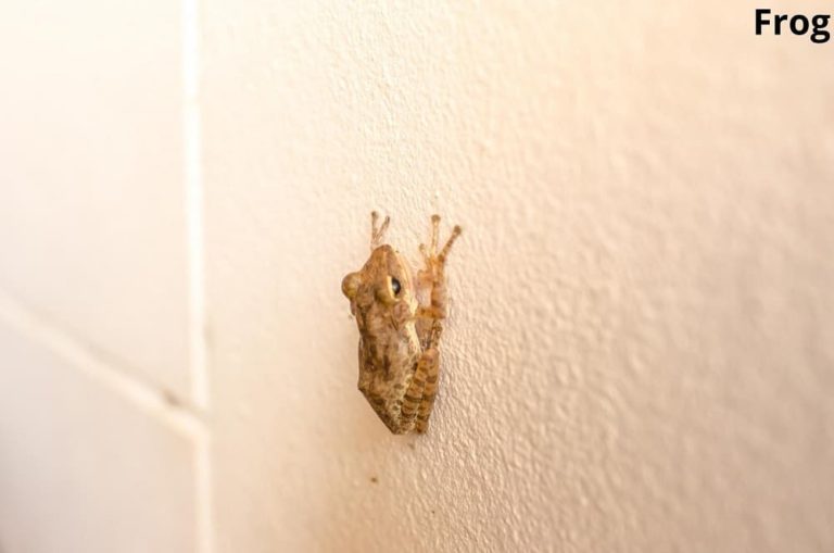Can Frogs Climb Walls? (Answered) Animal Quarters