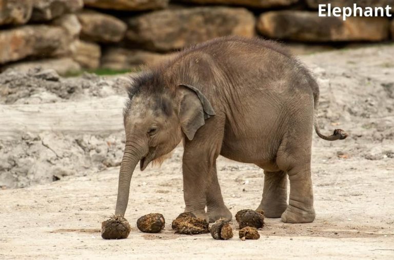 Do Elephants Have Hair? (Answered) Animal Quarters