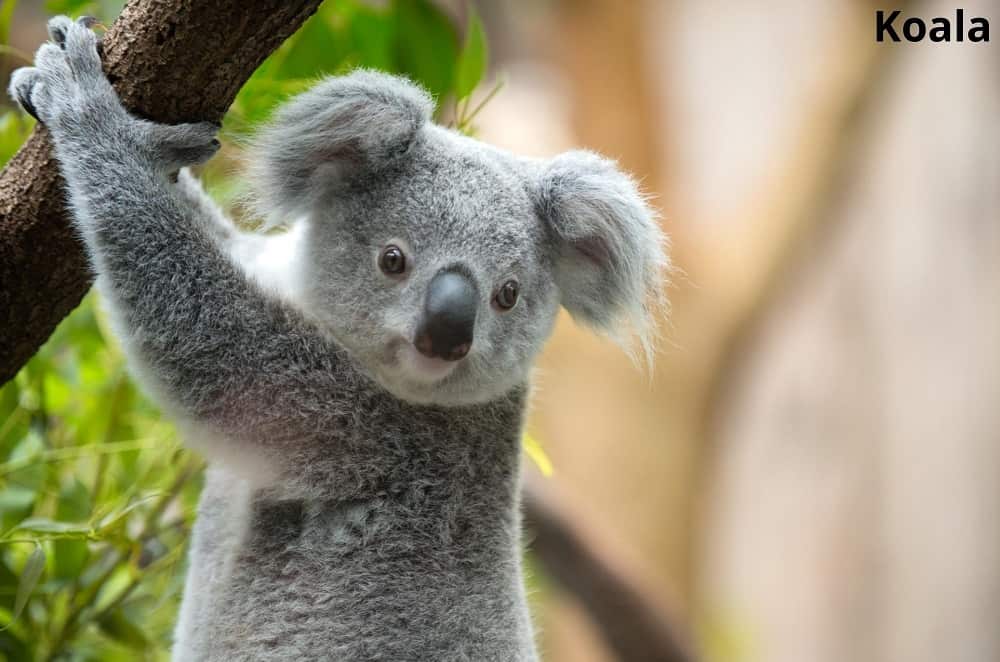 koala hanging from tree branch 150052022