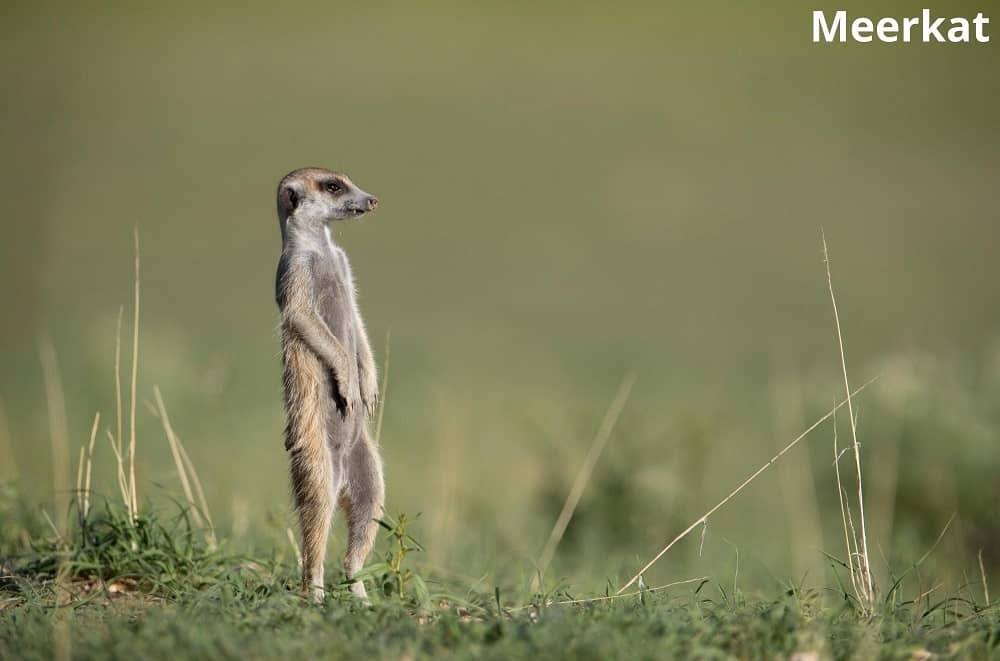 What Animals Are Shy? (With 9 Examples!) - Animal Quarters What Animals Are Shy? (With 9 Examples!) - Animal Quarters