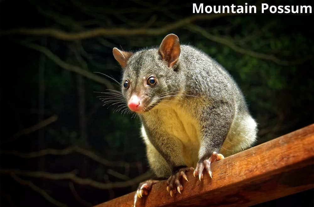 mountain possum hands 15052022