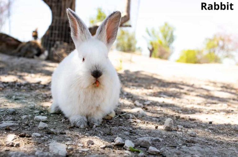 What Animals Eat Beans? with 7 Examples Animal Quarters