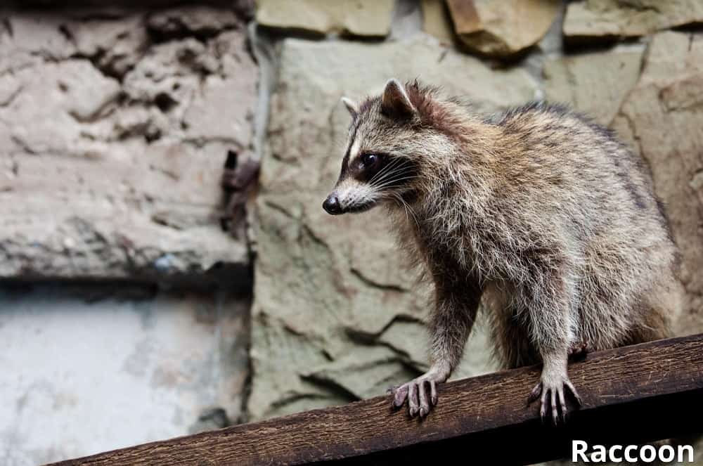 raccoon hands 15052022