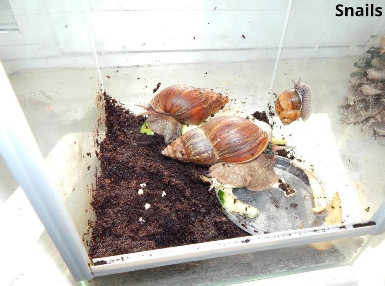 What Animals Can Live in a Terrarium? (7 Examples) Animal Quarters