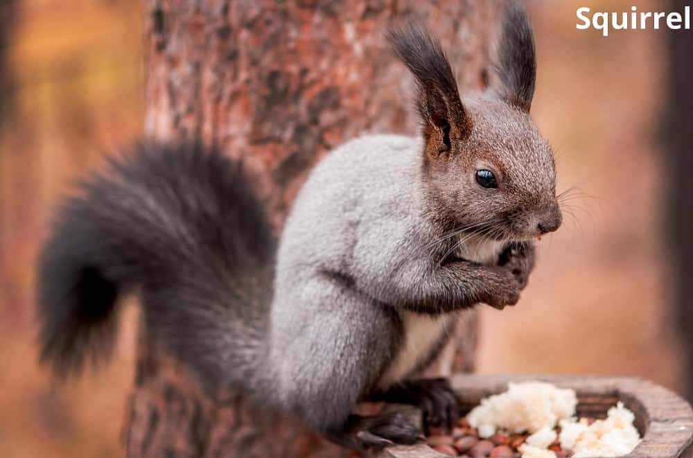 squirrel eating 07052022