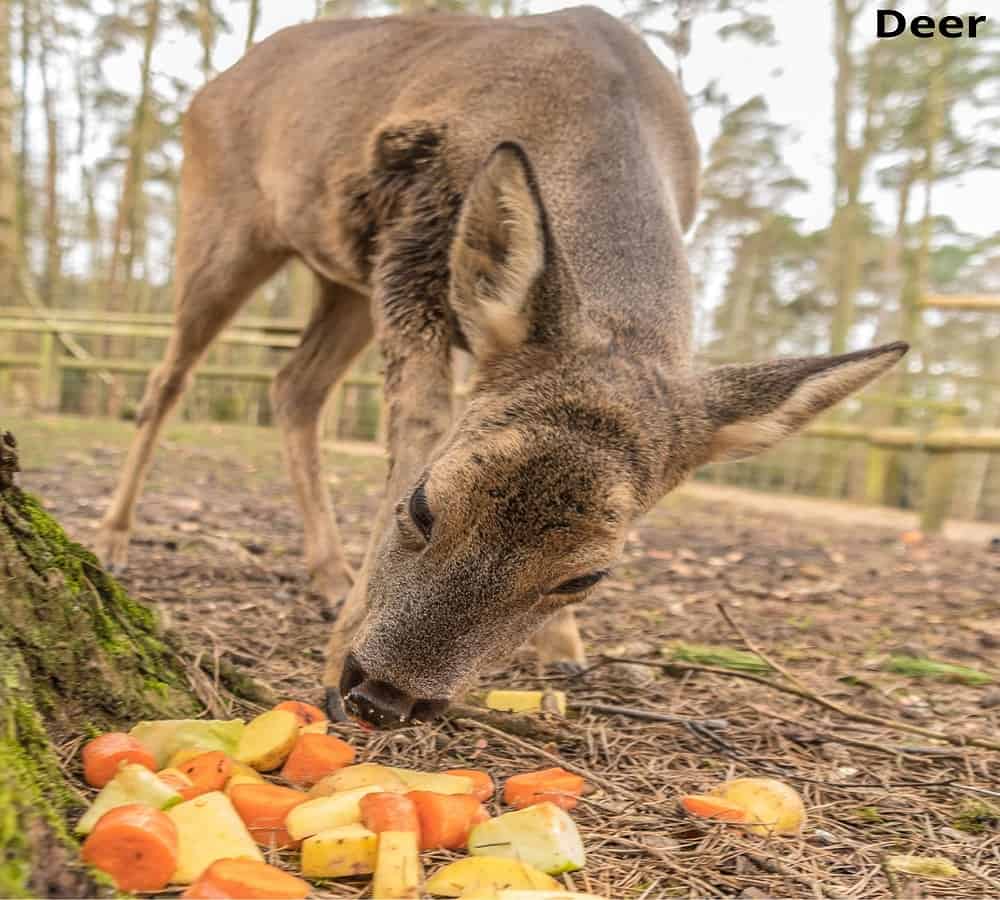 deer eating fruits and vegetables 26052022