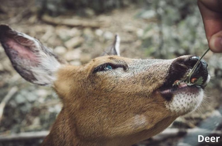 Do Deer Eat Strawberries? Explained! Animal Quarters