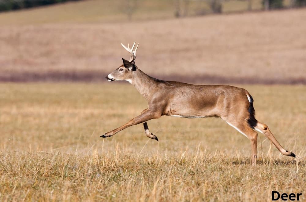 deer galloping 11062022