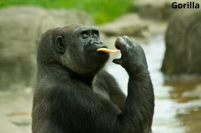 Do Gorillas Eat Banana Peels? Answered! Animal Quarters