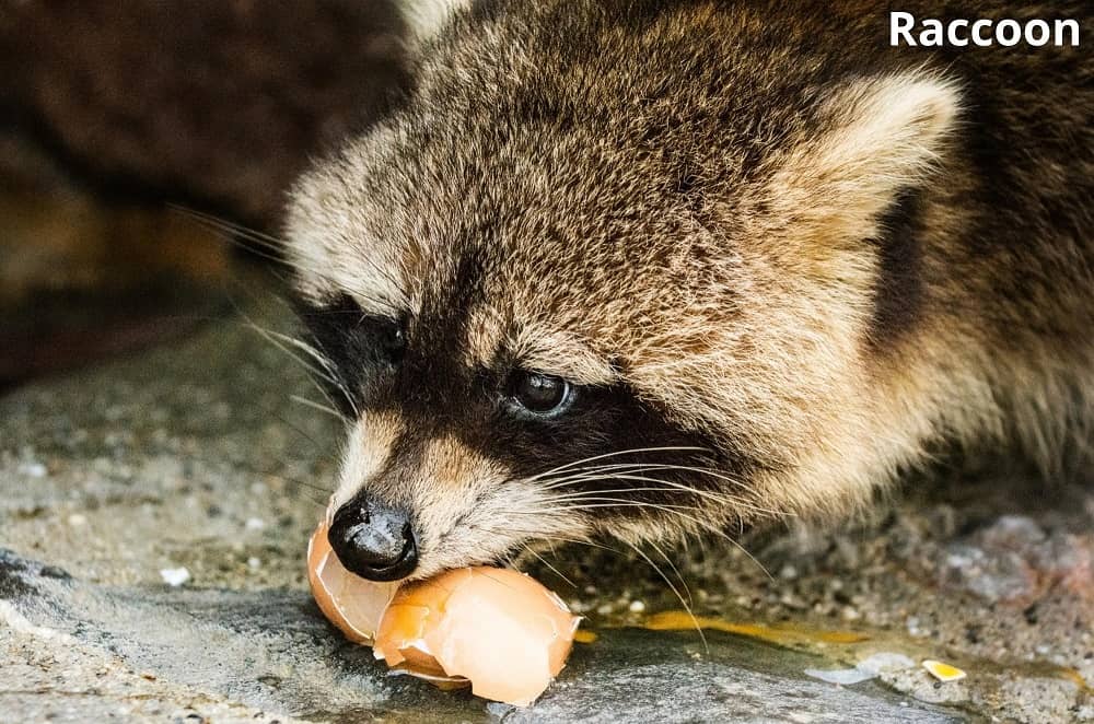 raccoon eating egg 18062022