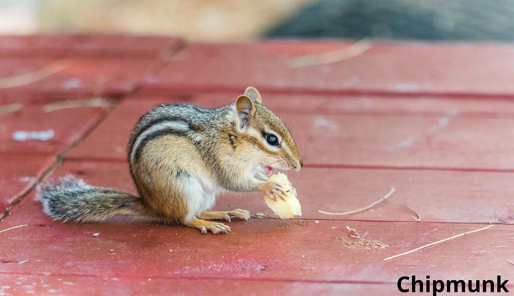 chipmunk eating banana 10072022