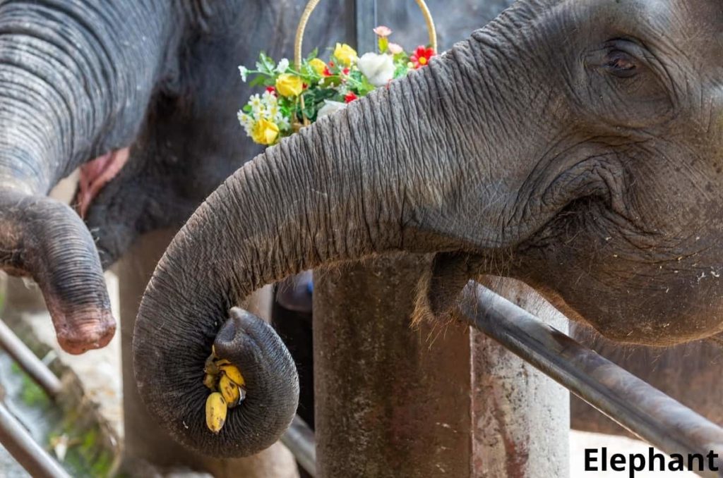Do Elephants Eat Bananas? (Answered) - Animal Quarters