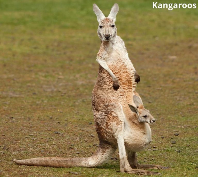 Does a Kangaroo Pouch Smell? Answered! Animal Quarters