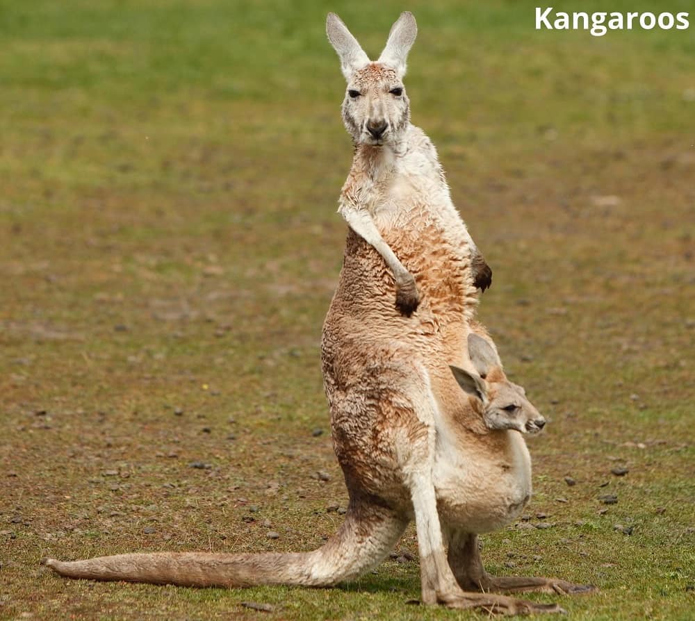 mother kangaroo and baby kangaroo in pouch 13082022