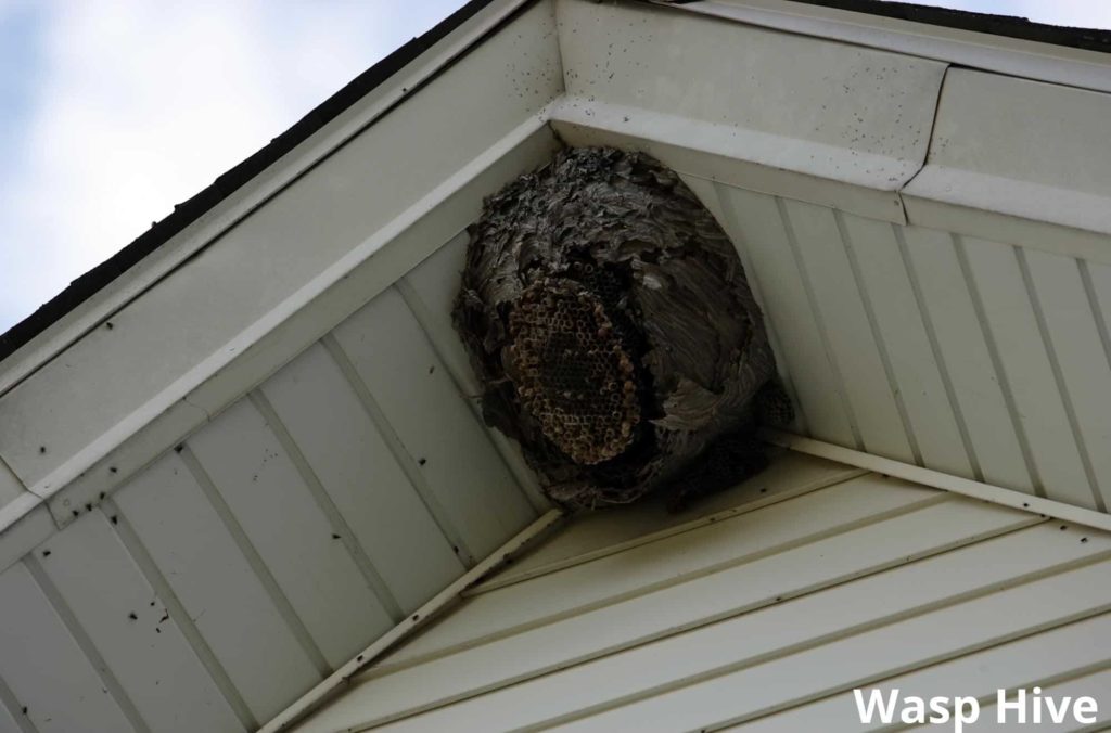 wasp hive 13082022