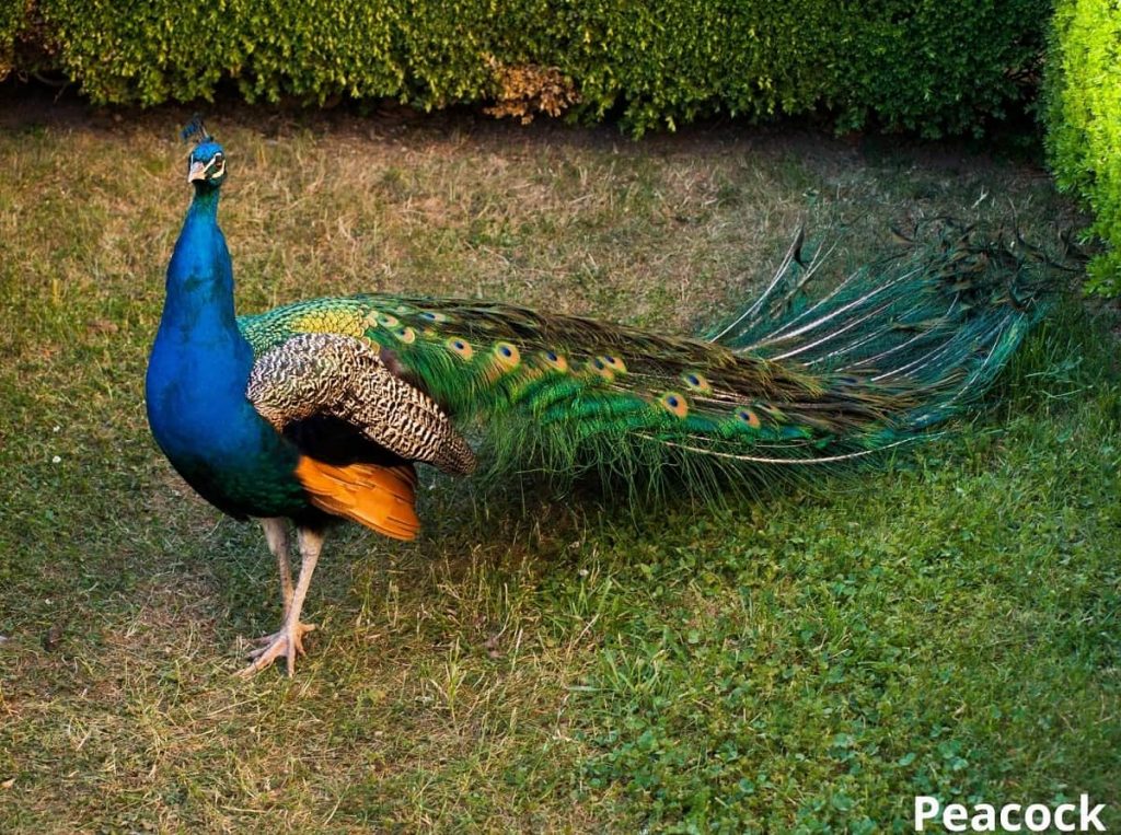 can peacocks eat oranges 18082022