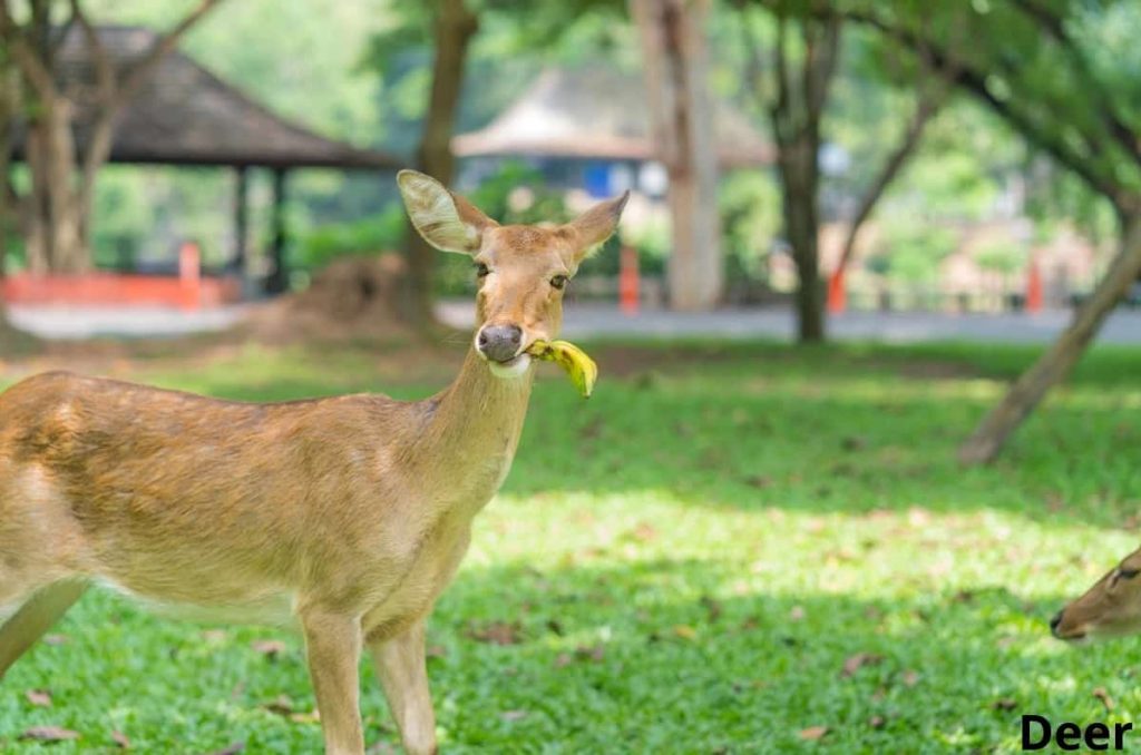 deer eating banana 18082022
