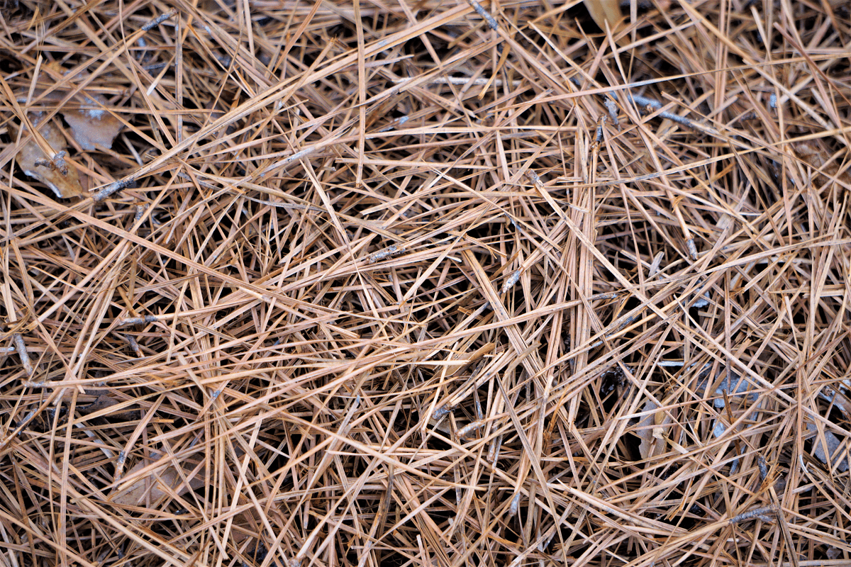 Do Ticks Live in Pine Straw? (Explained) Animal Quarters