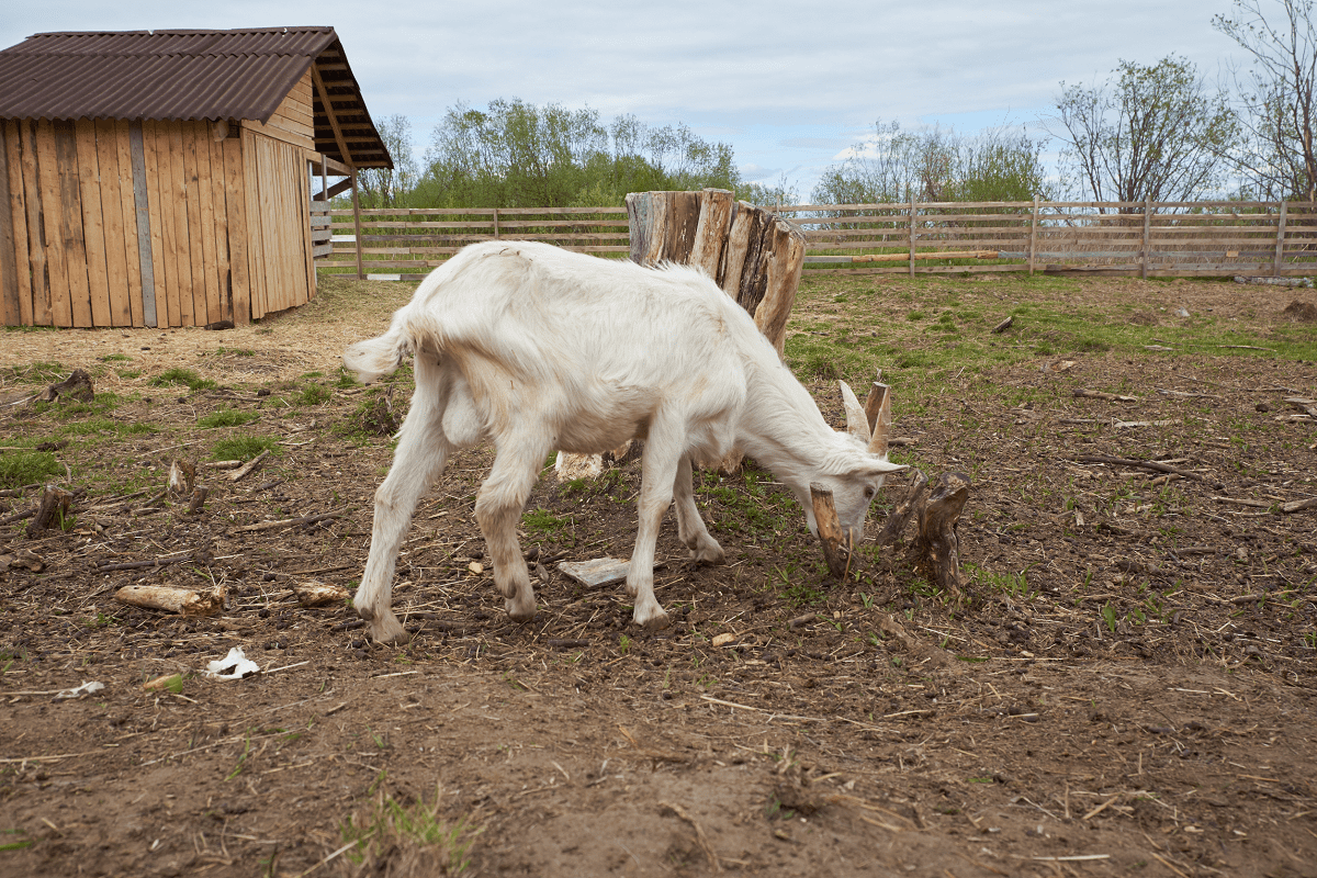 Can Goats Eat Pine Cones? (Are They Safe?) Animal Quarters