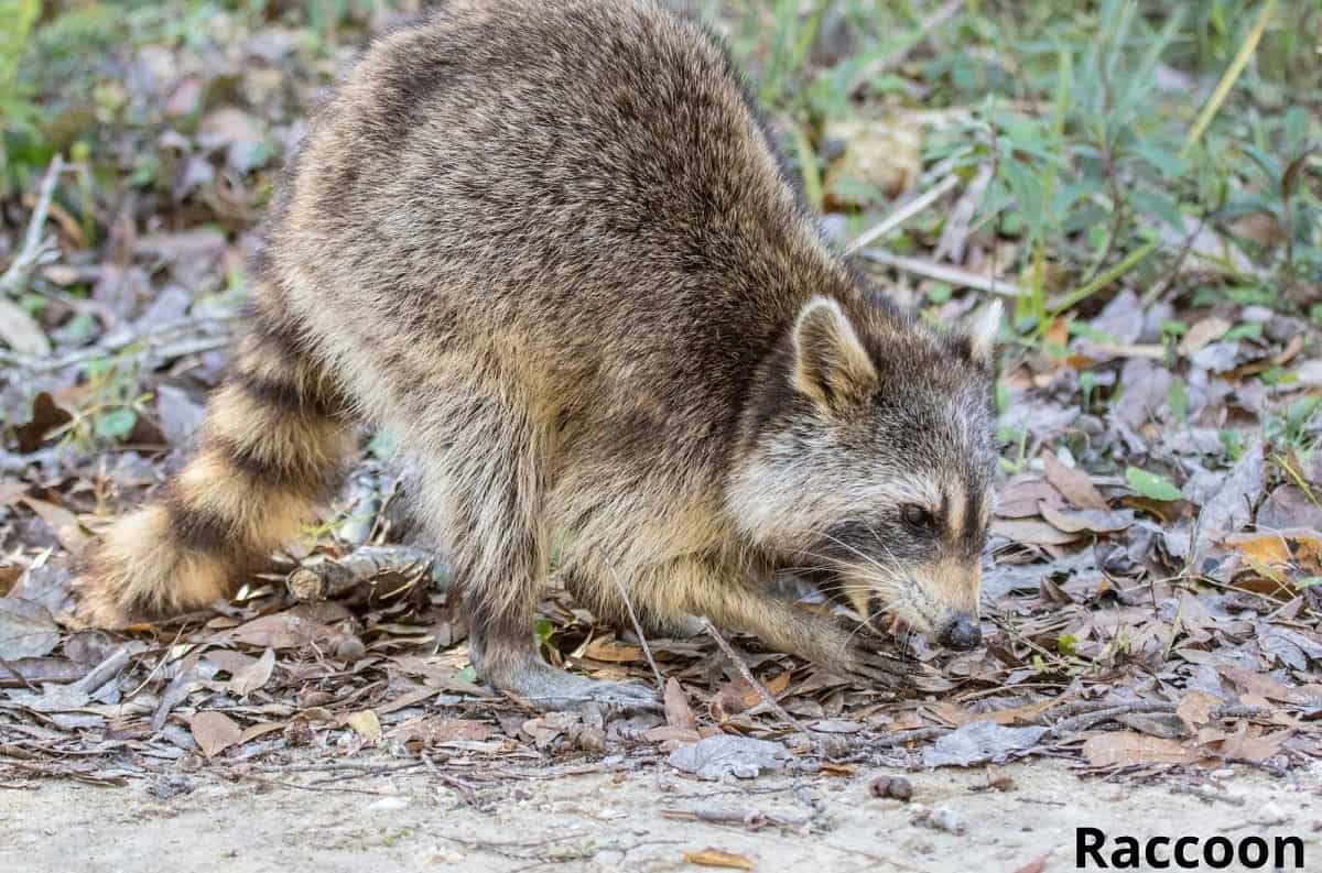 Do Raccoons Eat Watermelons? (Explained) Animal Quarters