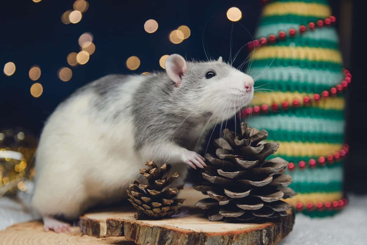 Do Rats Eat Pine Cones? (Answered) Animal Quarters