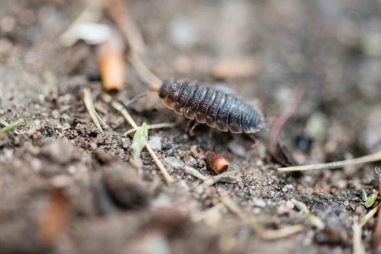 Do Woodlice Eat Carrots from Your Garden? (Explained) Animal Quarters