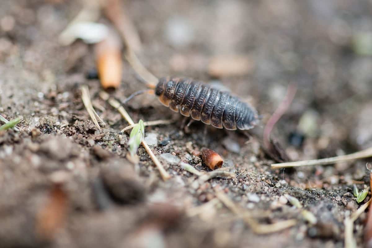 Do Woodlice Eat Carrots from Your Garden? (Explained) Animal Quarters